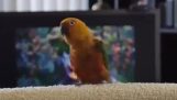 En papegoja Dans “Jag vilja flytta den”