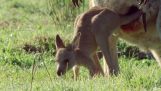 Kangaroo vauva kasvaa äidin laukku