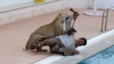 Leopard-Angriff auf Indian School