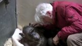 Potěšující setkání postarší umírání šimpanz s jeho starým přítelem