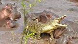 30 hippopotames attaquant un crocodile
