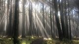 I en sollyse skog