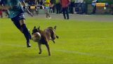 Câine de poliţie se plimba pe teren şi se joacă cu mingea