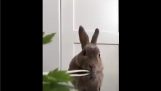 Κουνέλι τρώει ένα πολύ μακρύ λαχανικό