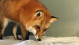 Zdziwiony Fox
