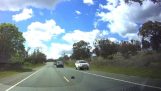 호주에서는 도로를 횡단하는 고슴도치