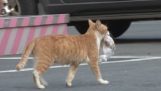 Um gato de rua aceitar apenas alimentos embalados