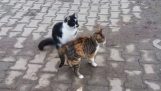 Cat assediando sexualmente um gato