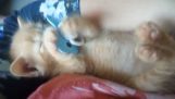 A kitten who loves the pacifier