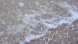 Milhares de moluscos vêm de areia