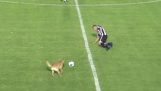 Pies porusza się piłkarz