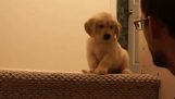 Ako učiť šteňa zostúpiť po schodoch