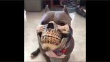 Karneval maska ​​pes