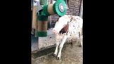 Automatische Waschmaschine für Kühe