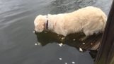 Il cane è andato per la pesca