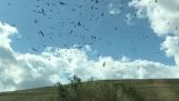 Птицы окна автомобиля в медленном движении