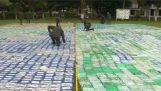 12 طنا من الكوكايين ضبطت الشرطة في كولومبيا