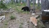 Cat атакува мечка