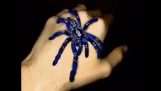 En blå edderkop