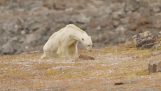 En polar bear dør av mangel på mat