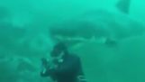Stor hvid haj rammer hovedet af en dykker
