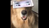 The dog with human eyes