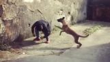 O salto espetacular um cão