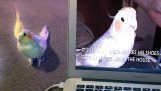 Papuga, która naśladuje dzwonek, reaguje we własnym filmie