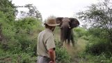Temper-Reaktion auf einen Elefanten attackieren