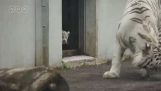 Ein kleiner Tiger schreckt ihre Mutter