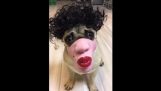 The dog disguised as a man