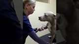 Um cão muito obediente ao veterinário