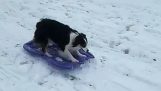 狗与雪橇独自玩耍