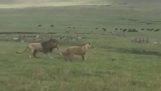 Los ataques de perros leones