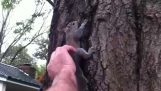 Eliberarea veverița