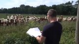 Melodisk kald af køerne