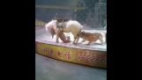 Tiger and lioness attacking a horse in a circus