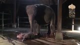 Éléphant essaye de donner vie à la lumière après la naissance