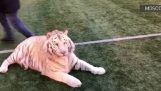 White Tiger wants to play football