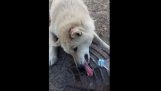 tong van de hond vast aan een ijs goed