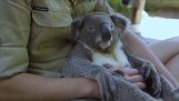 Jo mere afslappet koala verden
