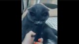 Hoe katten reageren op het geluid van een kam;