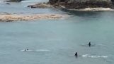 Две косатки китове, преминаващи в близост до две малки деца плувни