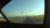 En Airbus A320 fly rammer fugle under landing