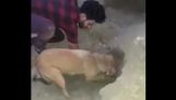 Άνθρωποι βοηθούν ένα σκύλο να σώσει τα κουτάβια του