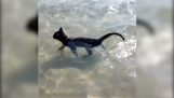 Você já viu um gato a nadar no mar;