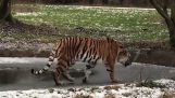 Un tigre en hielo