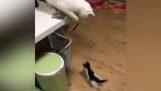 El gato juega con un gatito