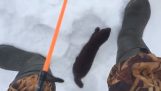 A weasel asks lunch from a fisherman