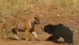 Тигр против медведя